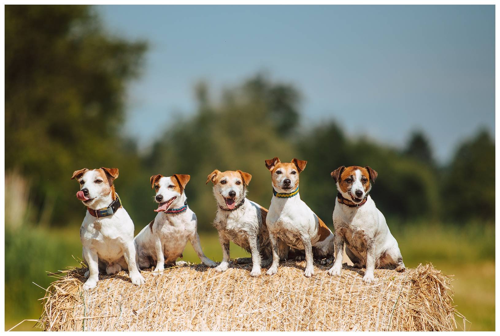 Hodowla Jack Russell Terrier  Z Todrykowa jest hodowlą domową, psy jack russell terrier posiadamy od 2007 roku i jako jedna z nielicznych hodowli psów rasowych Jack Russell Terrier czynnie zajmujemy się psim sportem, dogfriesbee.