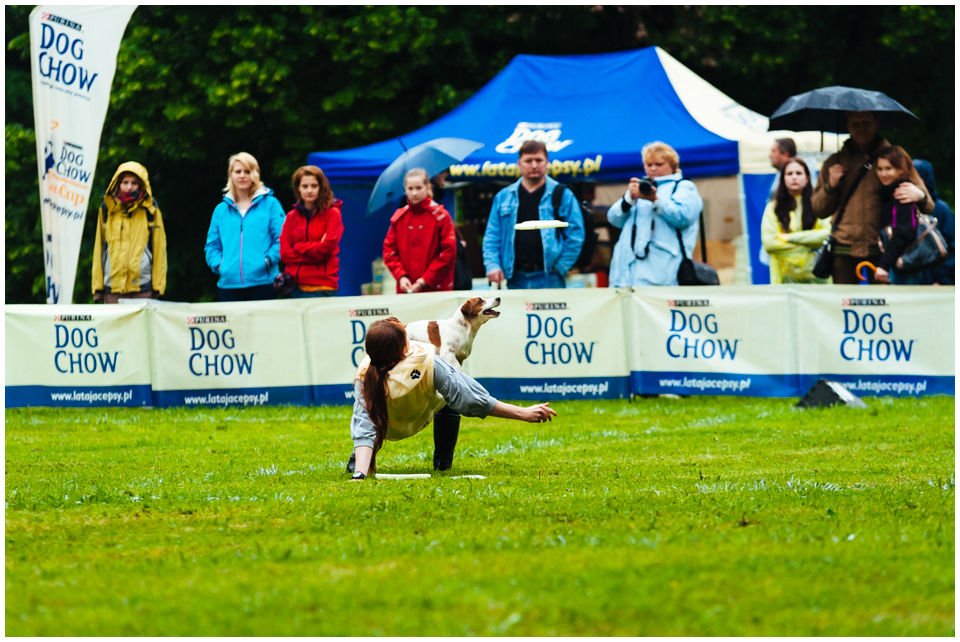 Dogfrisbee - Hodowla Jack Russell Terrier Z Todrykowa. Dogfrisbee to sport wywodzący się z USA, gdzie cieszy się sporym powodzeniem od blisko 30-stu lat. Do Polski dotarł dopiero około 2005 roku, a w 2006 odbyły się pierwsze zawody Dog Chow Disc Cup. Dzisiaj frisbee cieszy się niesłabnącym powodzeniem.