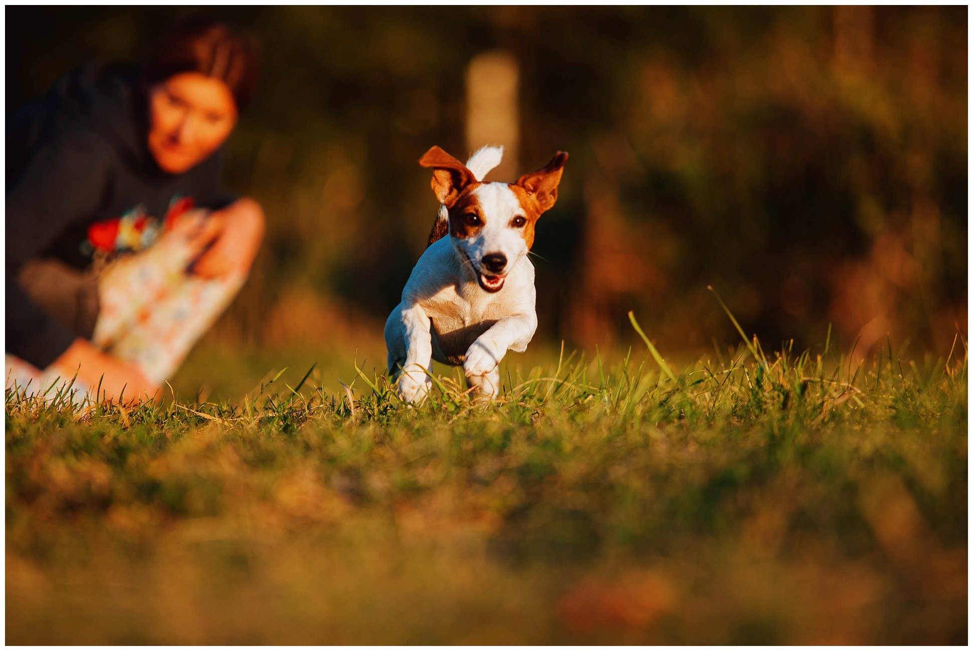 Hodowla Jack Russell Terrier z Todrykowa