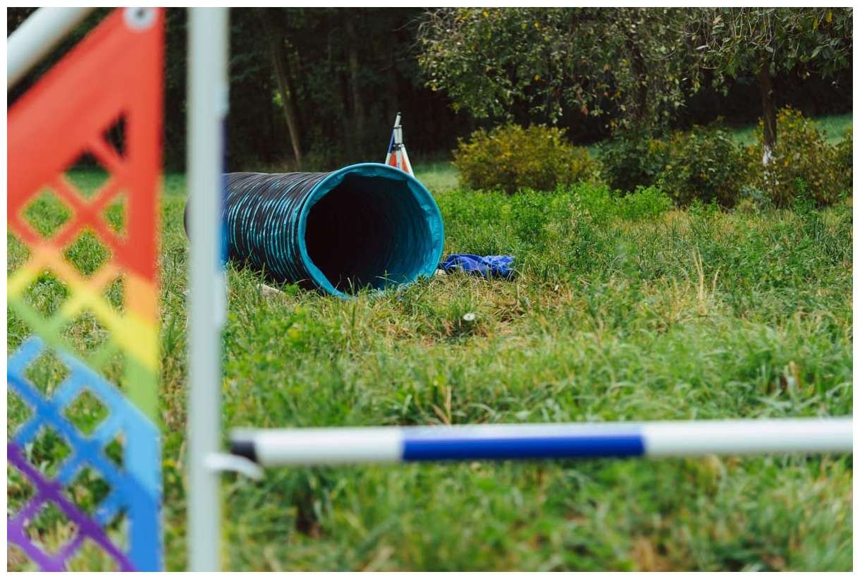 Jack Russell Terrier Dogfrisbee hodowla z Todrykowa