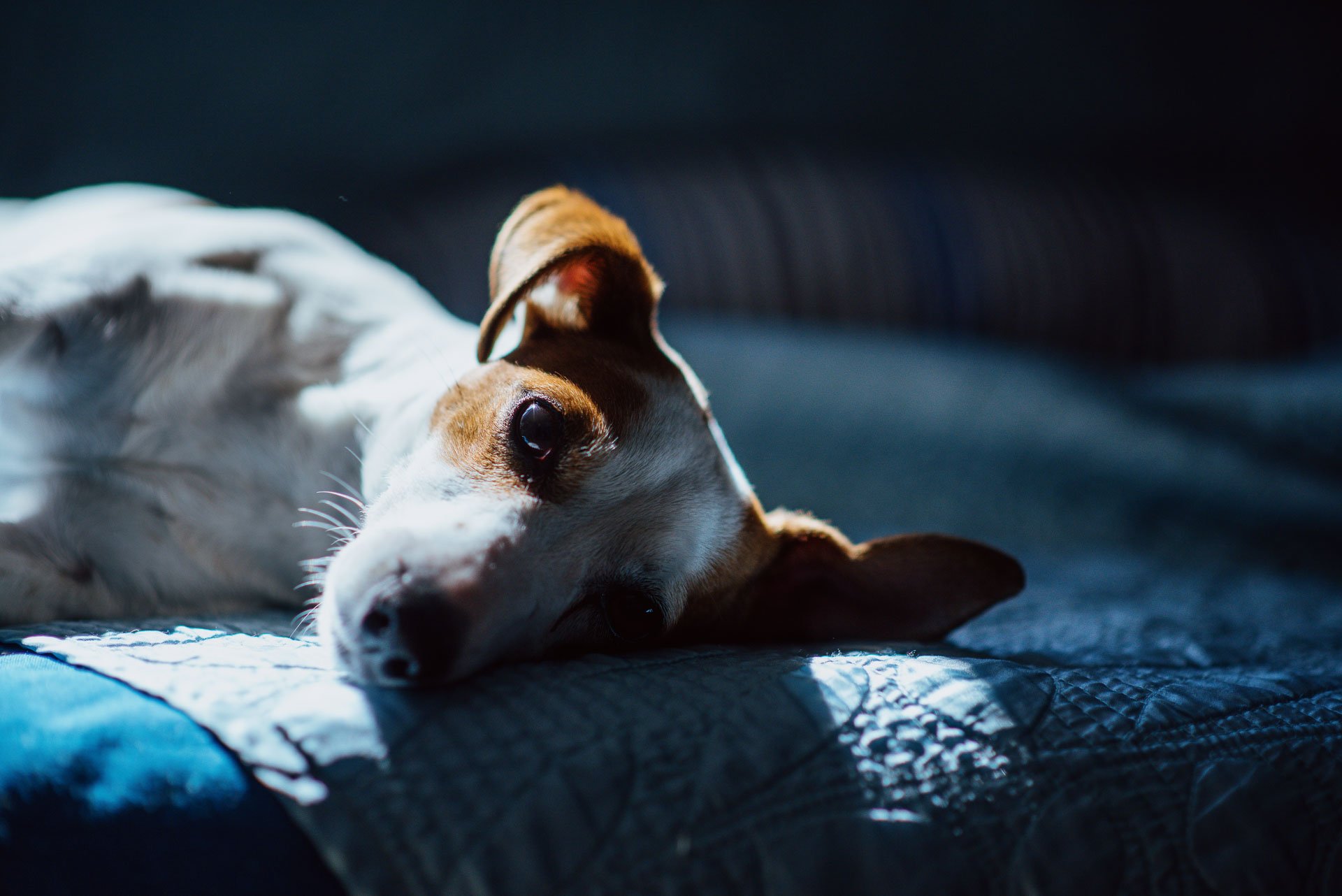 Hodowla Jack Russell Terrier z Todrykowa