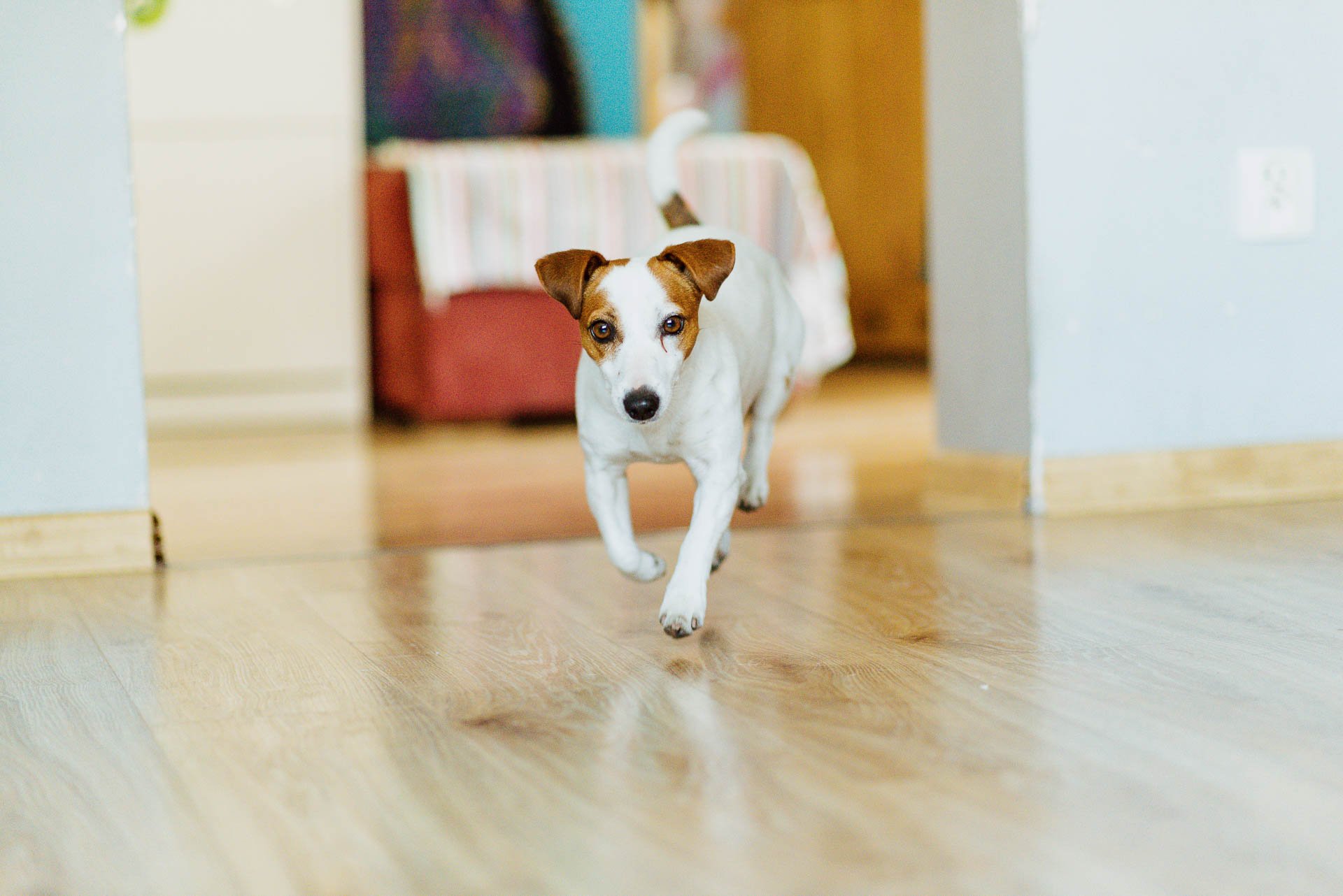 Hodowla Jack Russell Terrier z Todrykowa