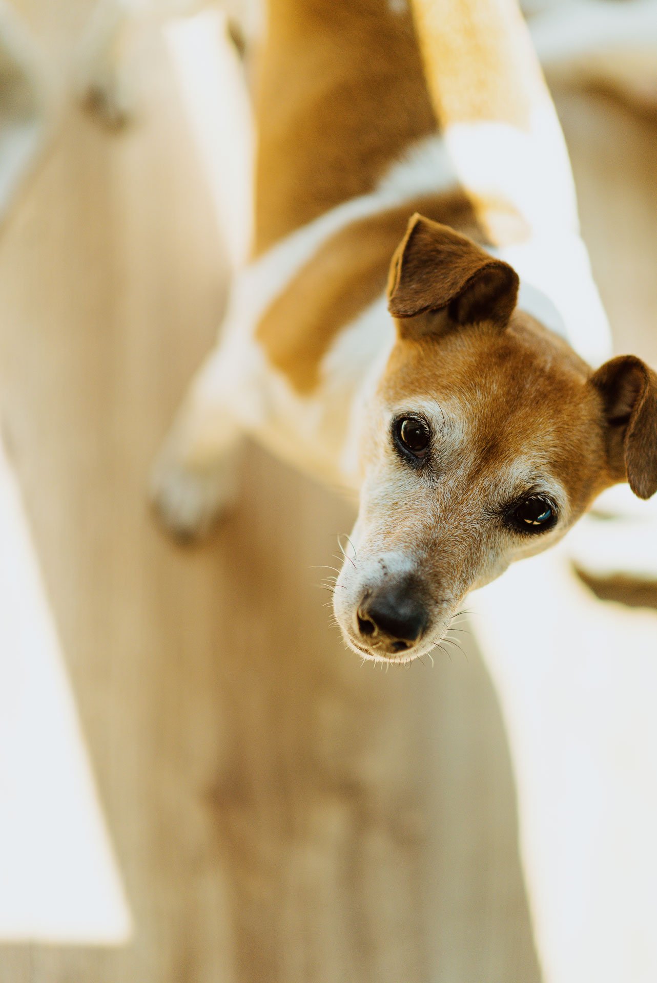 Hodowla Jack Russell Terrier z Todrykowa