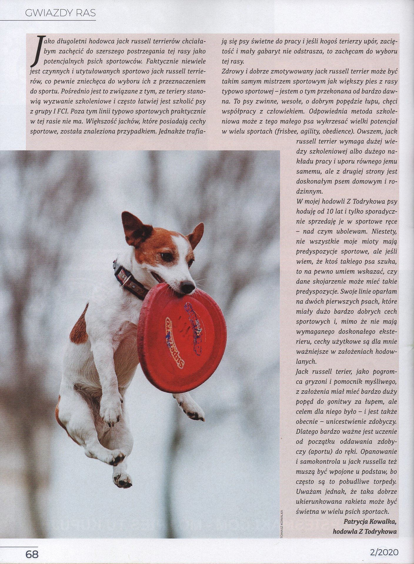 Hodowla Jack Russell Terrier z Todrykowa