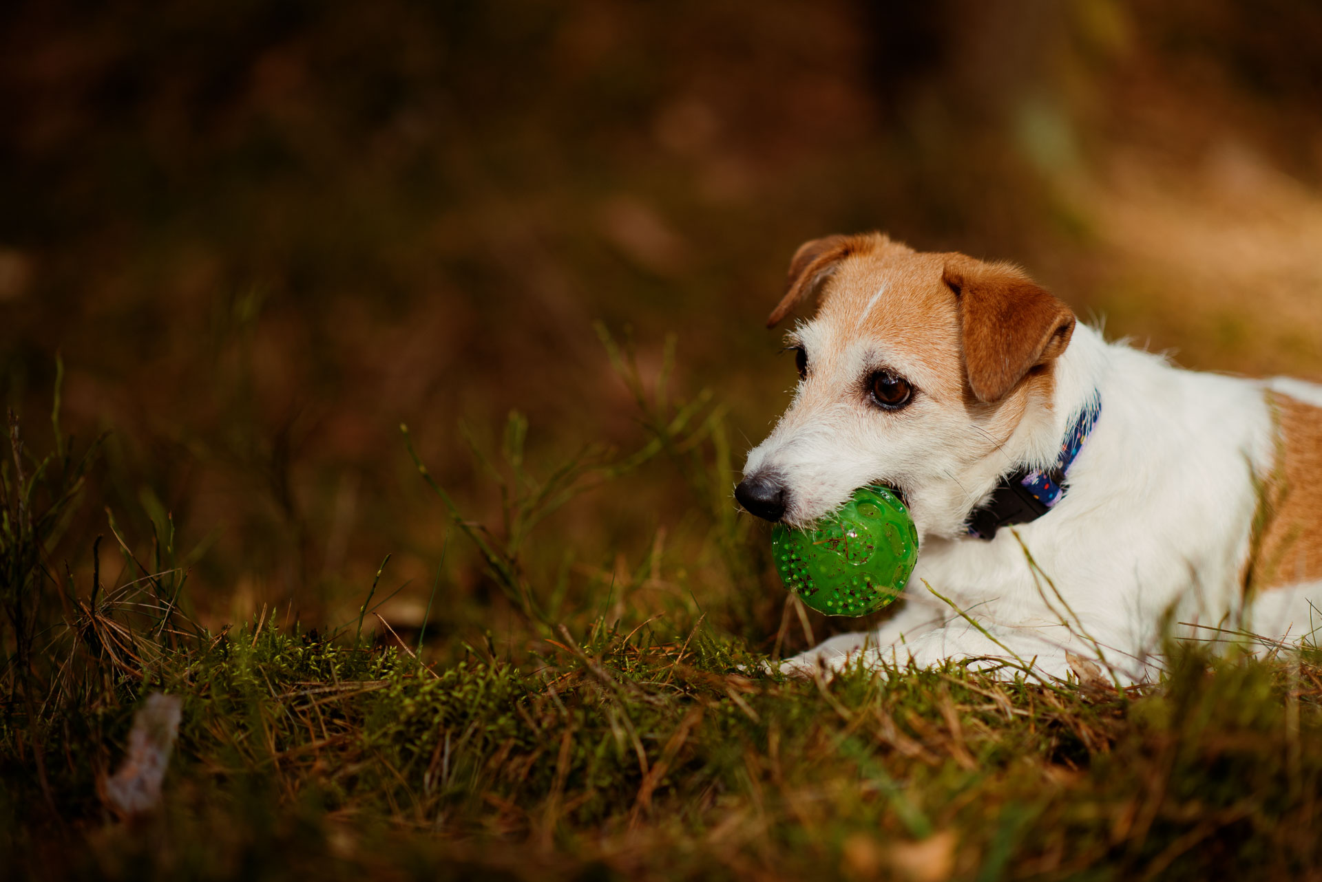 Jack Russell Terrier Hodowla Z Todrykowa