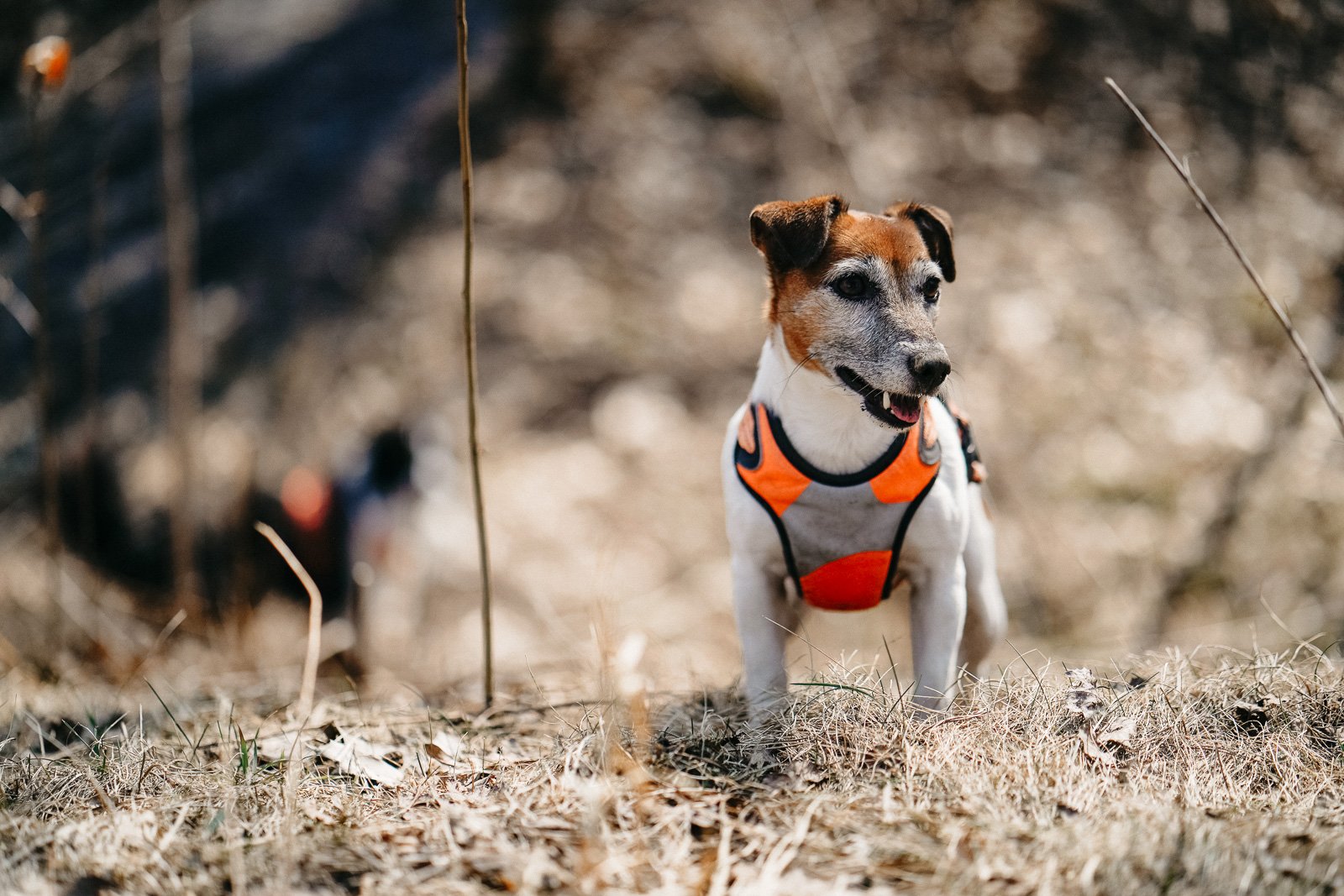 Hodowla z Todrykowa Jack Russell Terrier