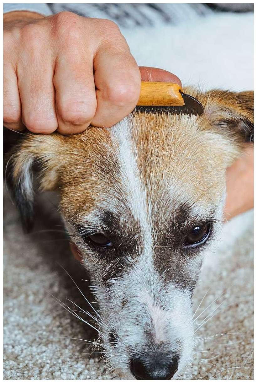 Trymowanie Hodowla Jack Russell Terrier z Todrykowa