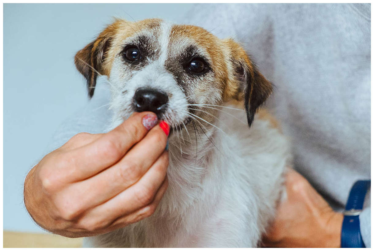 Trymowanie Hodowla Jack Russell Terrier z Todrykowa