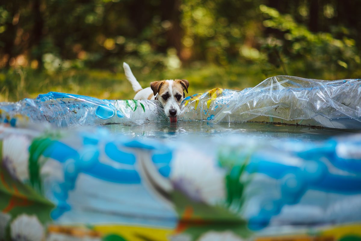 Hodowla z Todrykowa Jack Russell Terrier Wakacje 2018