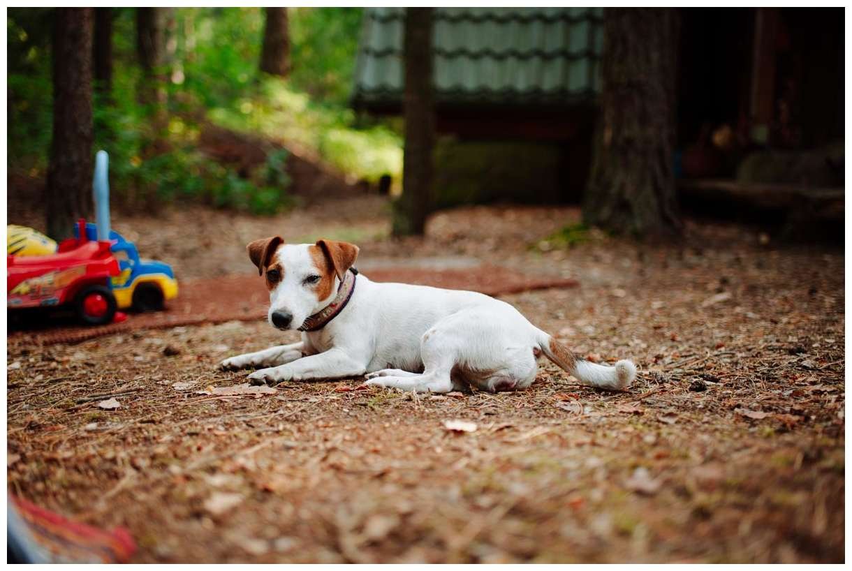 Hodowla z Todrykowa Jack Russell Terrier Wakacje 2018