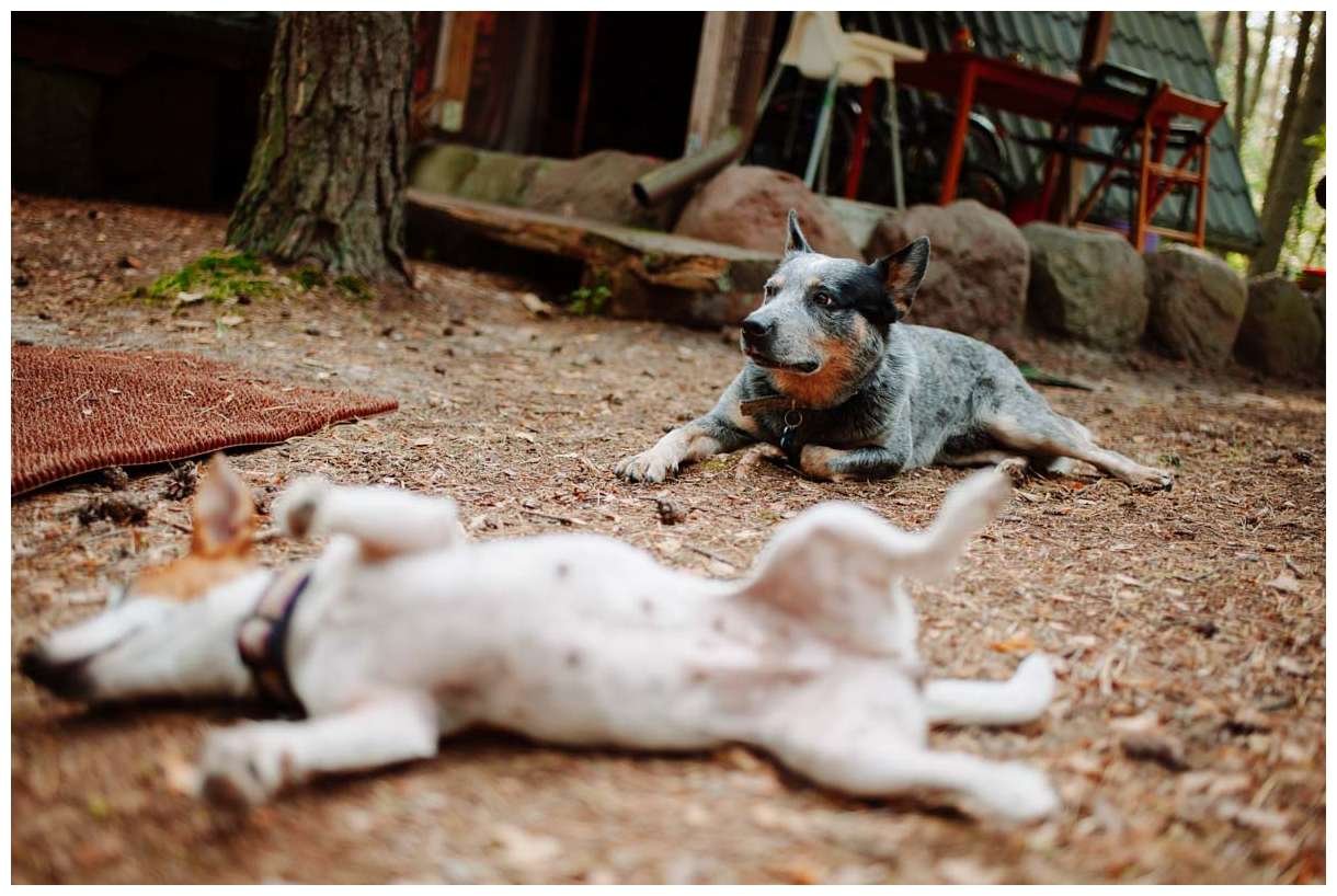 Hodowla z Todrykowa Jack Russell Terrier Wakacje 2018