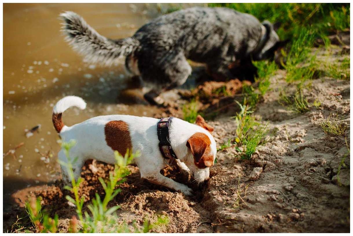 Hodowla z Todrykowa Jack Russell Terrier Wakacje 2018