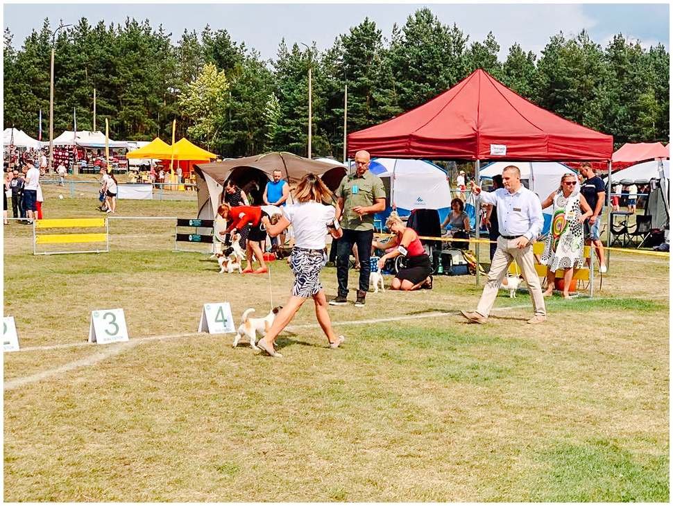 Hodowla z Todrykowa Jack Russell Terrier Wakacje 2018