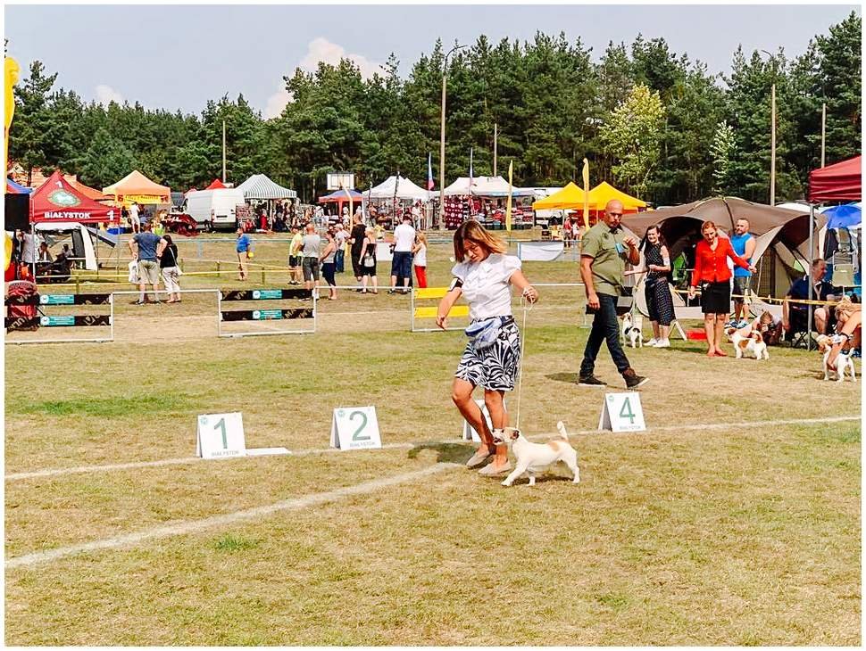 Hodowla z Todrykowa Jack Russell Terrier Wakacje 2018