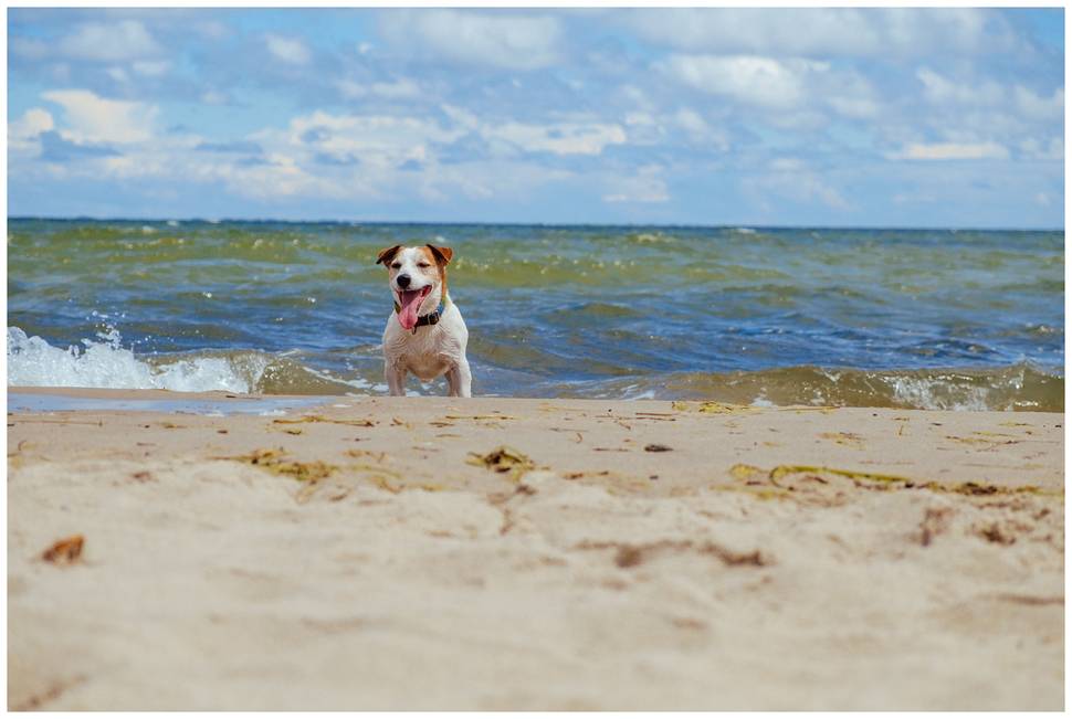 Hodowla z Todrykowa Jack Russell Terrier Wakacje 2018