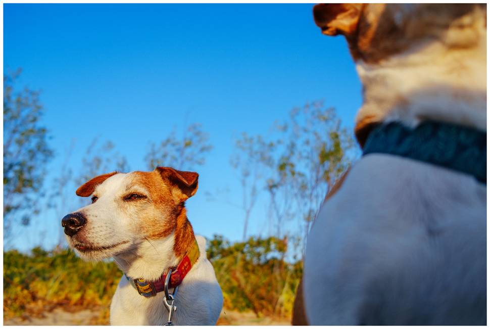 Hodowla z Todrykowa Jack Russell Terrier Wakacje 2018