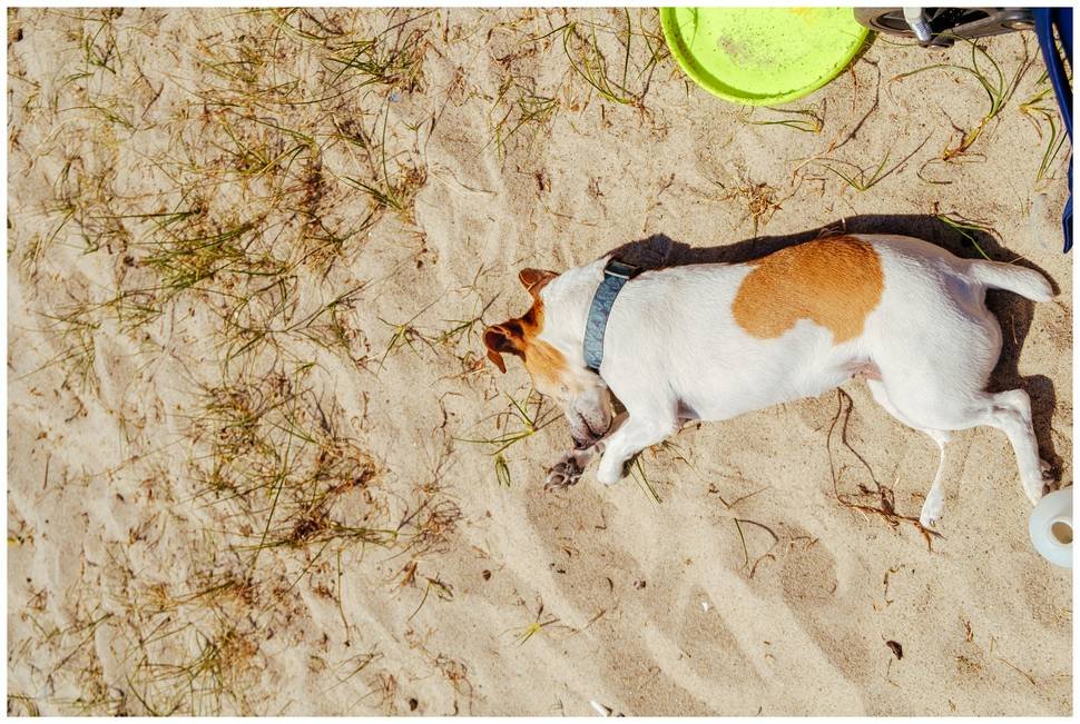 Hodowla z Todrykowa Jack Russell Terrier Wakacje 2018