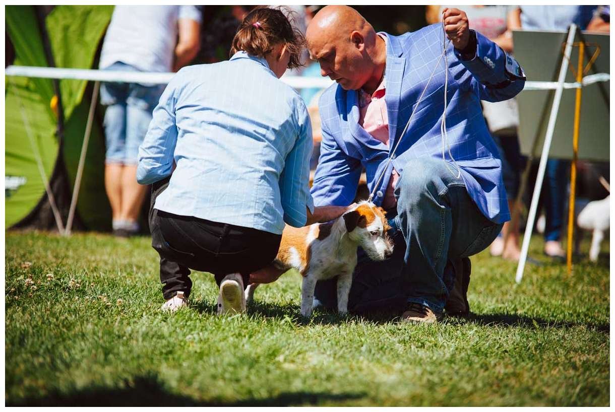Hodowla z Todrykowa Jack Russell Terrier Wakacje 2018