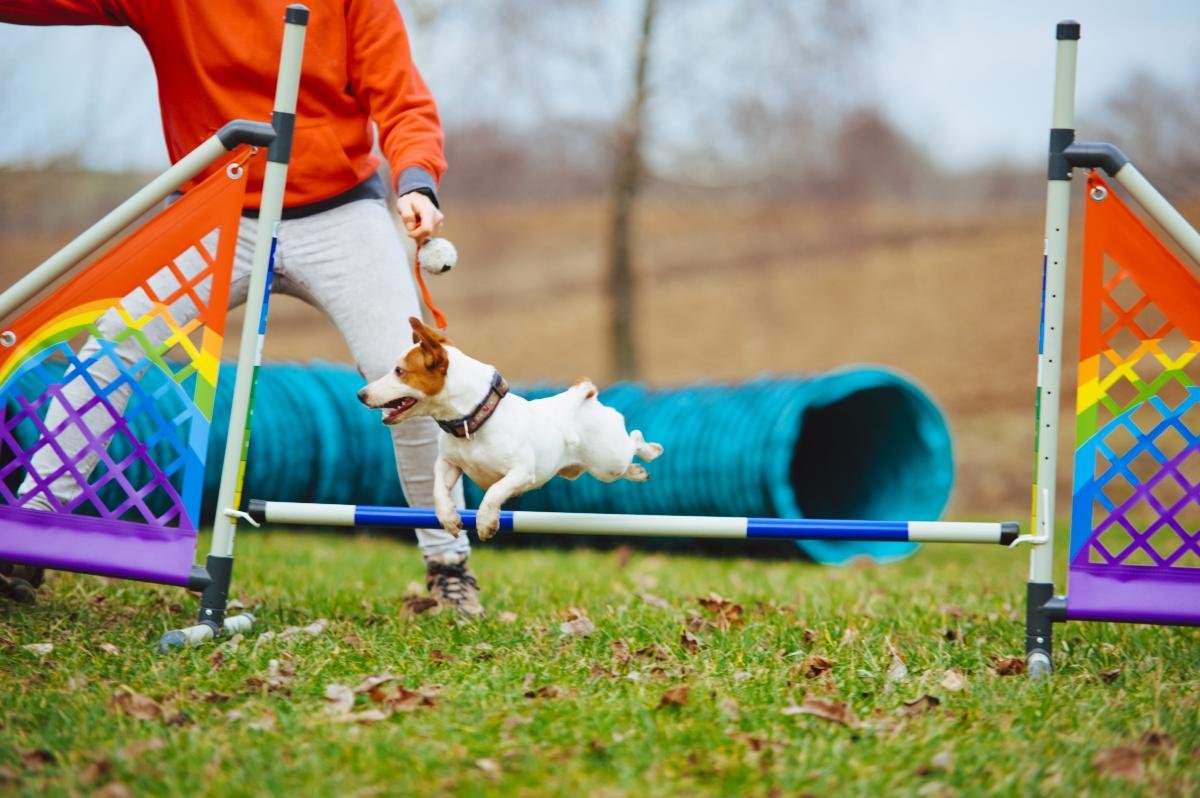 Hodowla Jack Russell Terrier z Todrykowa