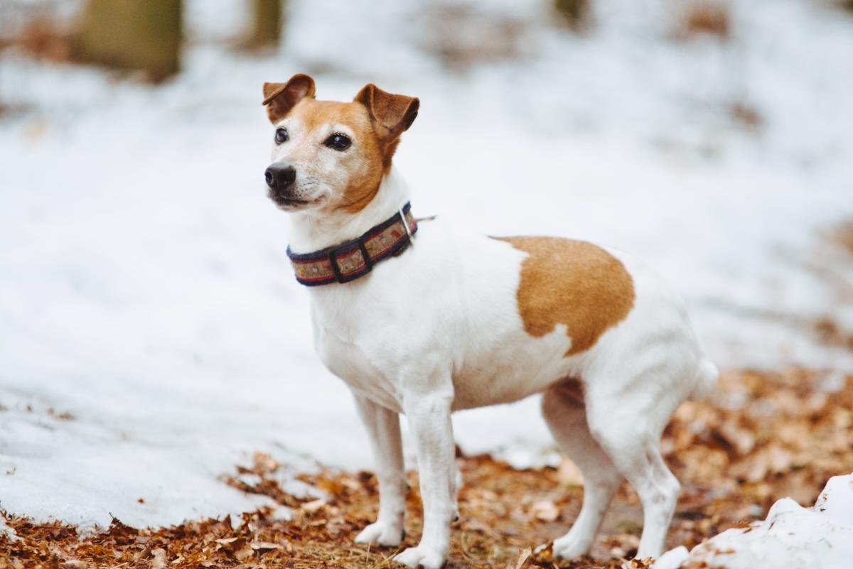 Hodowla Jack Russell Terrier z Todrykowa