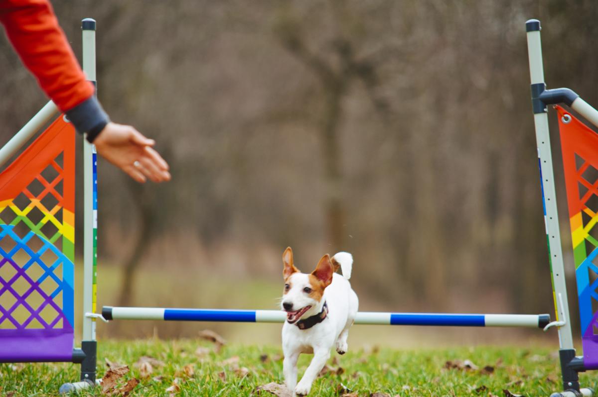 Hodowla Jack Russell Terrier z Todrykowa