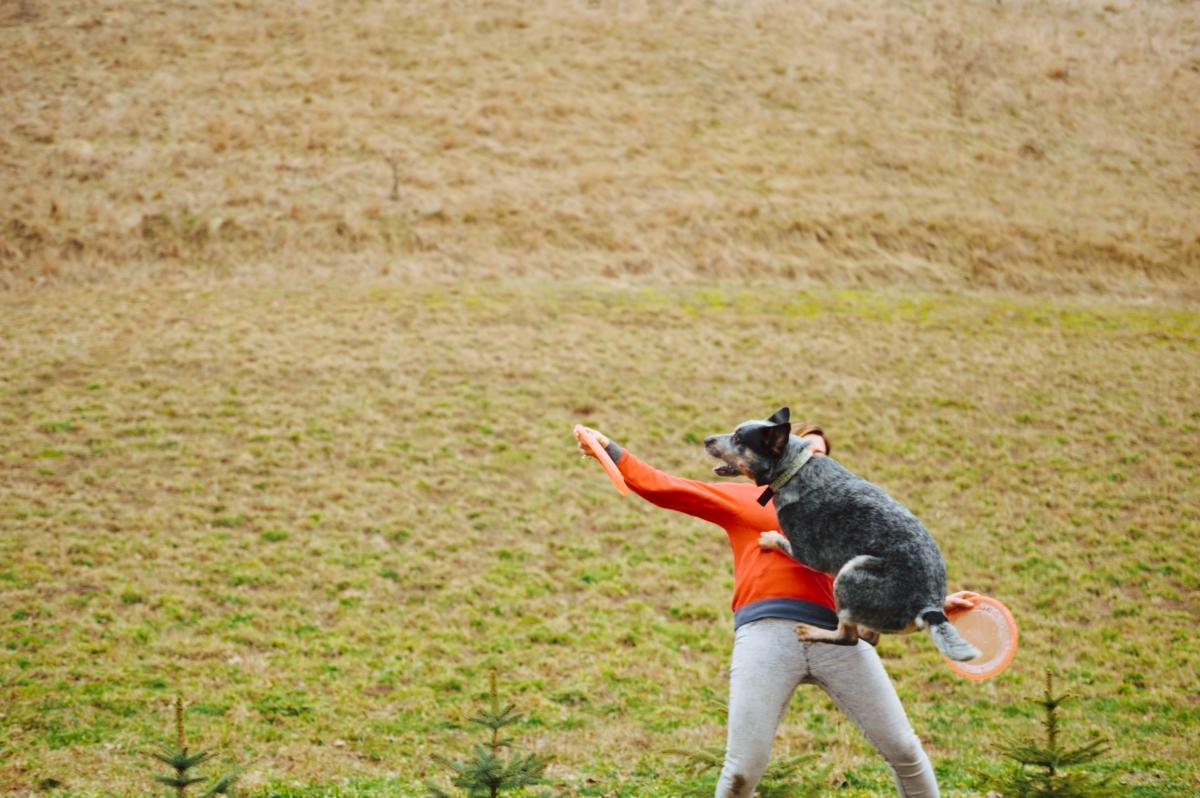 Hodowla Jack Russell Terrier z Todrykowa