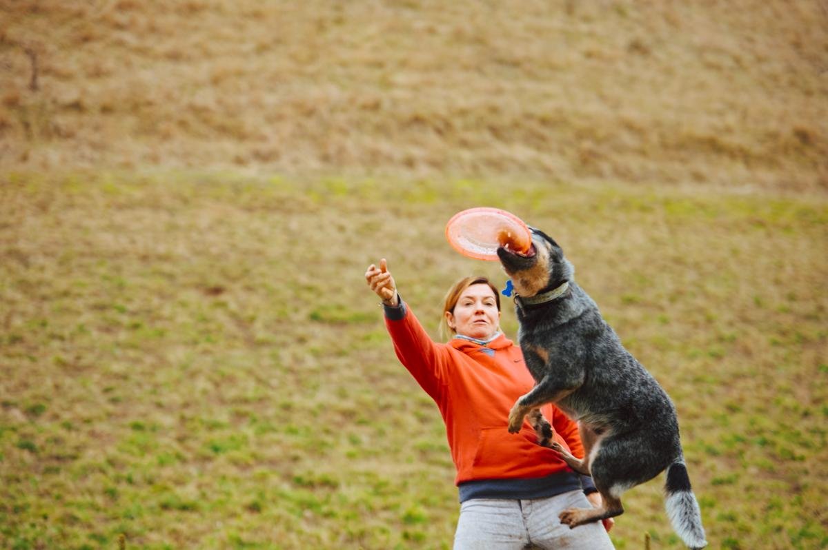 Hodowla Jack Russell Terrier z Todrykowa