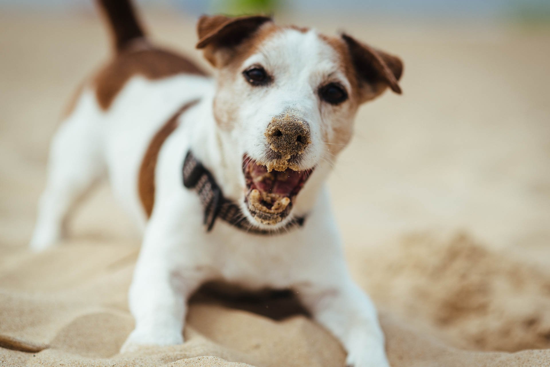 Hodowla Jack Russell Terrier z Todrykowa