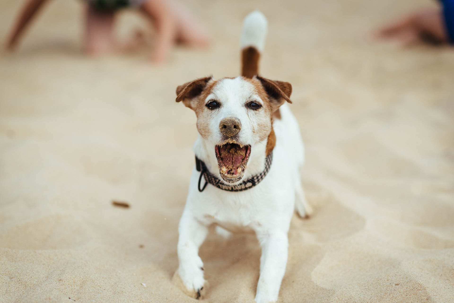 Hodowla Jack Russell Terrier z Todrykowa