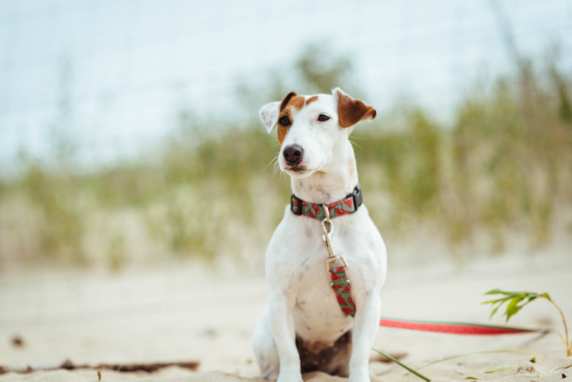 Hodowla Jack Russell Terrier z Todrykowa