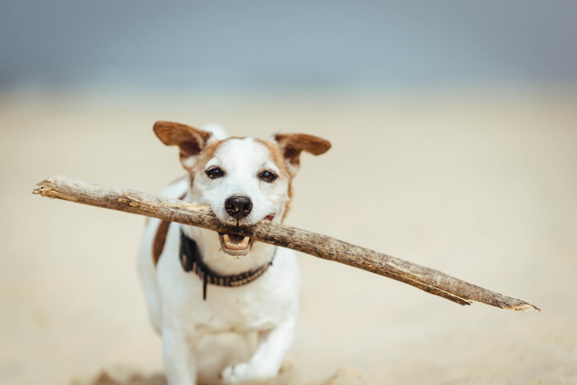 Hodowla Jack Russell Terrier z Todrykowa