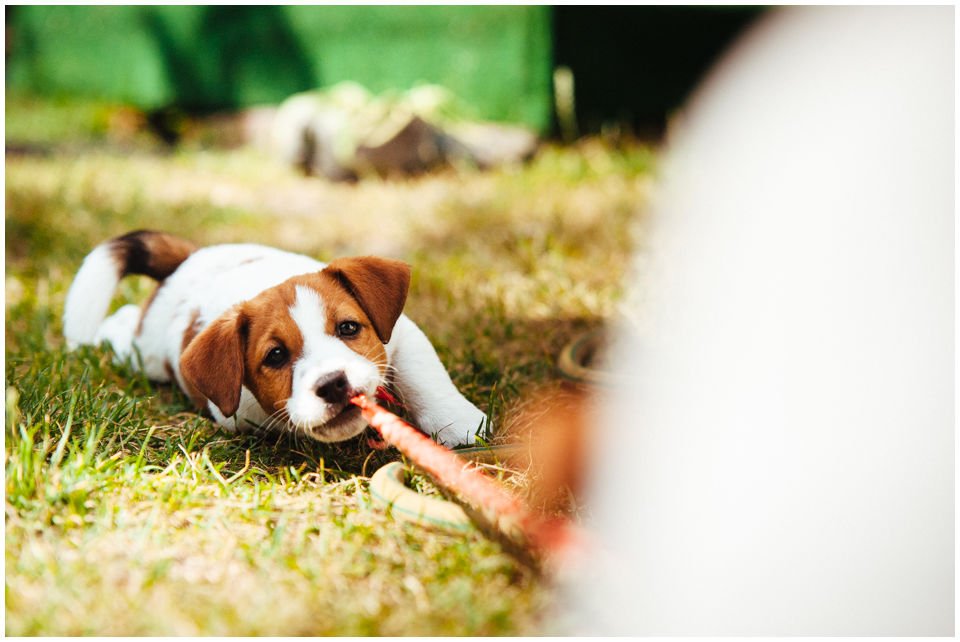 Wychowanie szczeniaka - Hodowla Jack Russell Terrier Z Todrykowa. Na temat wychowania Jack Russell Terriera na pewno będzie można przeczytać na tej stronie sporo. Poniekąd jest tak, że jakiego psa sobie wychowamy, takiego też będziemy mieli.