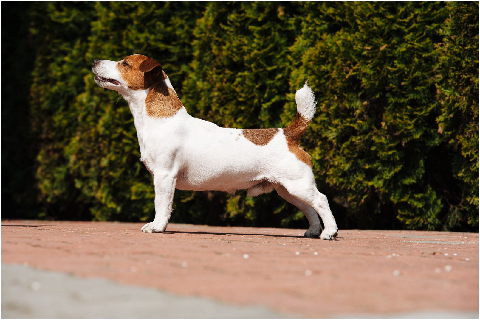 Bronco Bill Drapichrust - Hodowla Jack Russell Terrier Z Todrykowa. Cechy charakterystyczne: dobrze umięśniony, silny pies, pięknie wybarwiony – przekazuje głęboki kolor, doskonały w pracy z człowiekiem, radosny i zrównoważony samiec