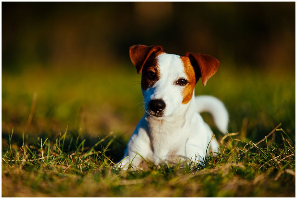 Hodowla Jack Russell Terrier Z Todrykowa, Nasze psy. Nasza pasja do pracy z psami, kynologii i rasy Jack Russell Terrier zaowocowała założeniem hodowli Z Todrykowa. Psy w naszym życiu zajmują szczególne miejsce, są członkami naszej rodziny, razem z nami podróżują i odpoczywają.