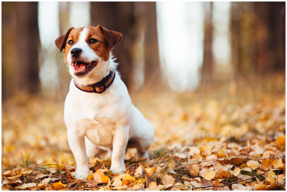 Grumpy Gringo Drapichrust - Hodowla Jack Russell Terrier Z Todrykowa. Cechy charakterystyczne: silny, samczy pies gładkowłosy, o mocnej kości, pięknej głowie i wypełnionej kufie, masywny