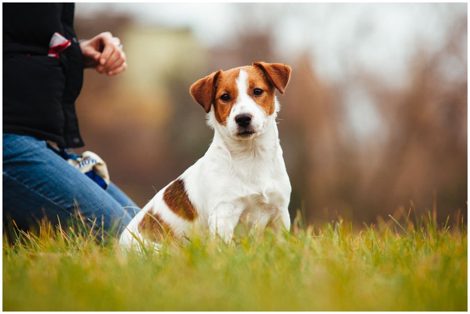 Grumpy Gringo Drapichrust - Hodowla Jack Russell Terrier Z Todrykowa. Cechy charakterystyczne: silny, samczy pies gładkowłosy, o mocnej kości, pięknej głowie i wypełnionej kufie, masywny