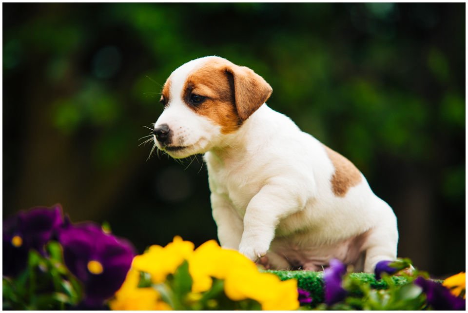 Jack Russell Terrier Hodowla z Todrykowa miot S 2018