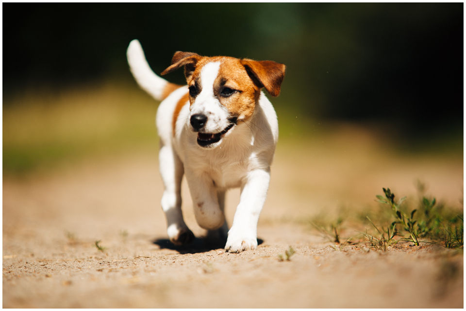 Miot H Jack Russell Terrier Hodowla z Todrykowa Szczeniak