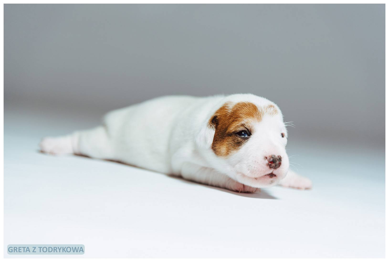 Jack Russell Terrier Greta z Todrykowa miot G