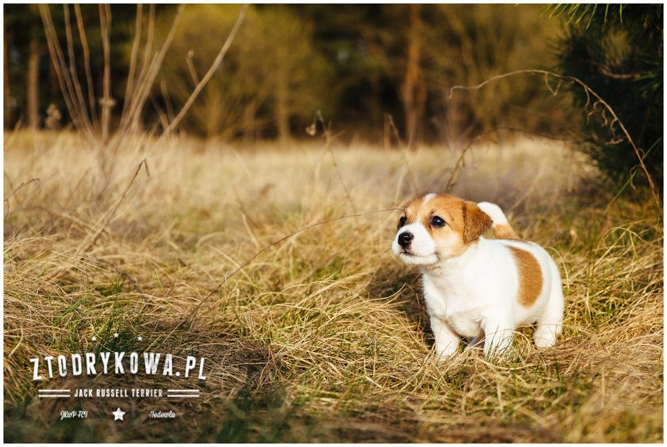 tola miot j Hodowla Jack Russell Terrier Z Todrykowa, Poznań, Toruń, Brodnica, ZKwP