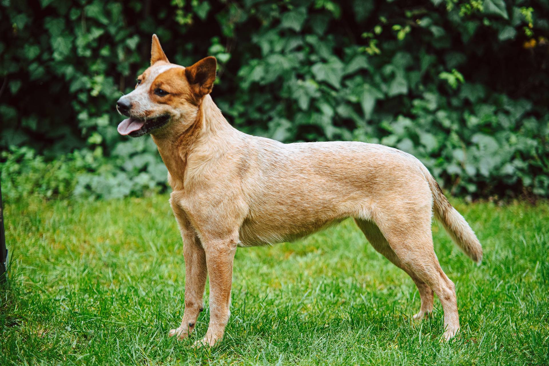 Hodowla z Todrykowa Jack Rusell Terrier