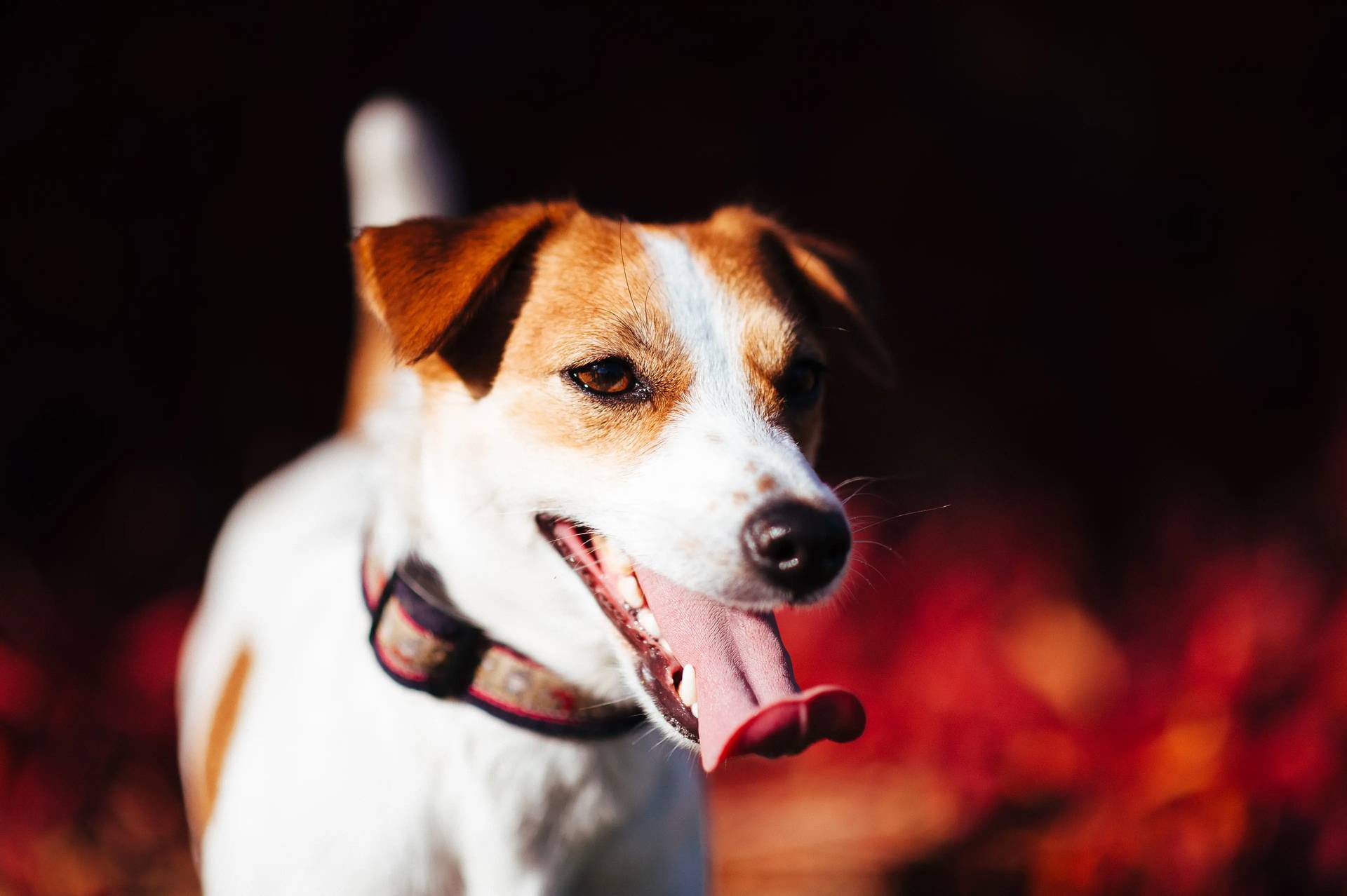 Hodowla z Todrykowa Jack Rusell Terrier