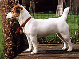 Bronco Bill Drapichrust - Hodowla Jack Russell Terrier Z Todrykowa. Cechy charakterystyczne: dobrze umięśniony, silny pies, pięknie wybarwiony – przekazuje głęboki kolor, doskonały w pracy z człowiekiem, radosny i zrównoważony samiec