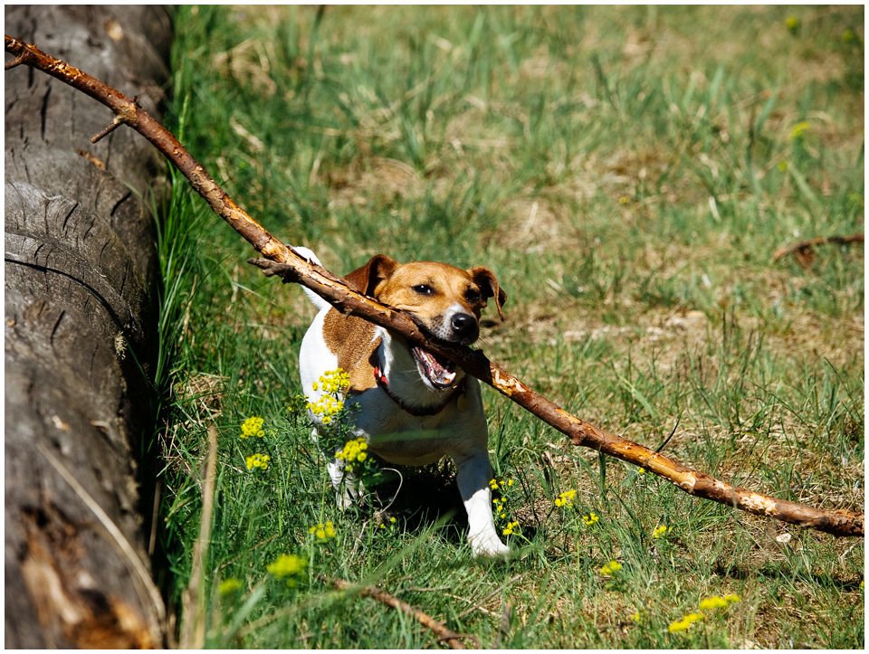 Cloe PRINCESSIN CONI - TOLA - Hodowla Jack Russell Terrier Z Todrykowa.  Cechy charakterystyczne: budowa lekka, drobnokoścista, zwinna i bardzo skoczna, nieprzeciętny charakter, zadziorny i typowy dla teriera temperament