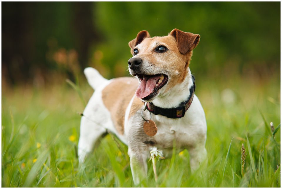 Cloe PRINCESSIN CONI - TOLA - Hodowla Jack Russell Terrier Z Todrykowa.  Cechy charakterystyczne: budowa lekka, drobnokoścista, zwinna i bardzo skoczna, nieprzeciętny charakter, zadziorny i typowy dla teriera temperament