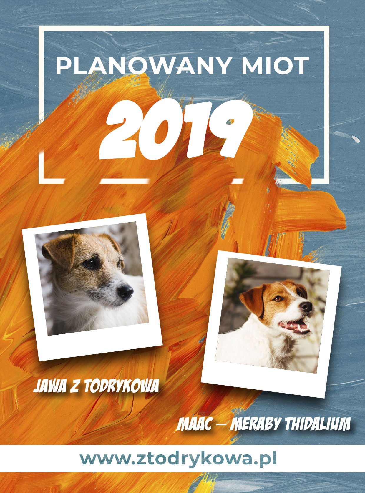 Hodowla Jack Russell Terrier z Todrykowa