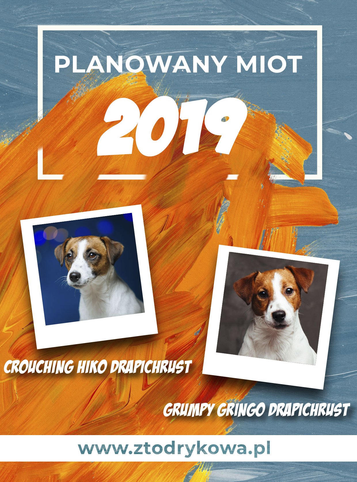 Hodowla Jack Russell Terrier z Todrykowa